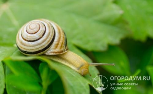 Как уничтожить улитки. Вредитель, скрытый покровом ночи
