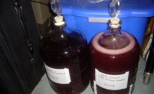 Когда собирать виноград лидия для вина. Подготовка ингредиентов для вина: какой виноград взять?