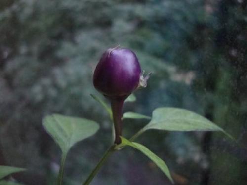 Душистый перец горошком, как растет. Выращивание в домашних условиях