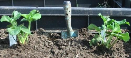 Чем обработать клубнику осенью перед посадкой. Заключение