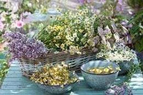 Полезные растения в саду и огороде. Полезные растения в саду 12 Полезные растения в саду и огороде. Полезные растения в саду 12