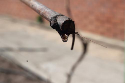 Сезон винограда. Когда начинать виноградный сезон? Из дневника виноградаря