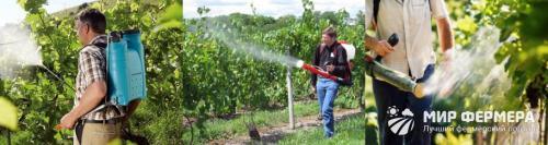 Обработка винограда весной