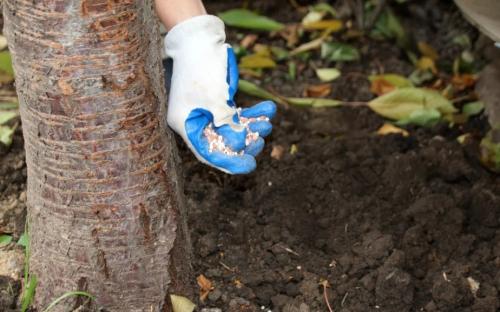 Когда удобрять яблоню. Как правильно удобрять яблоню, какие виды подкормок бывают, их специфика
