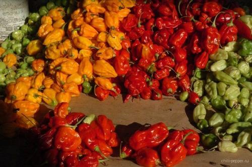 Перец чили зеленый. Красный острый перец рода Капсикум