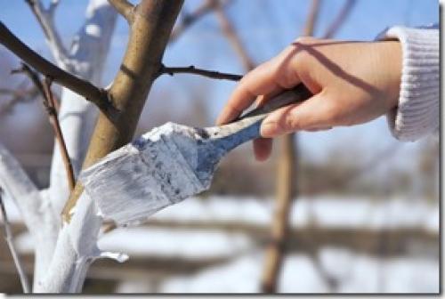 С, какого возраста можно белить деревья. Побелка яблонь – когда и как белить?