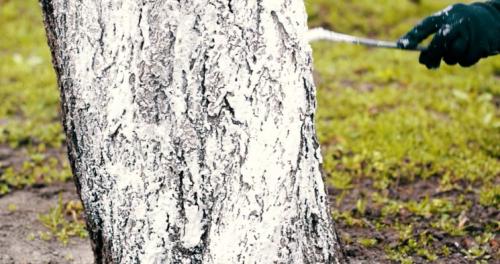 С, какого возраста можно белить деревья. Как белить деревья осенью — подготовка к побелке