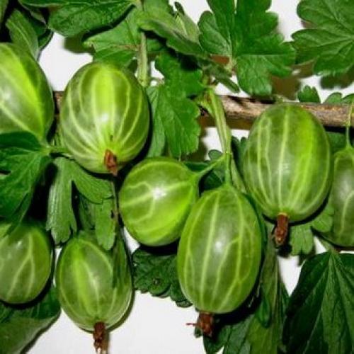 Новые сорта крыжовника. Описание сортов крыжовника Русский желтый, Инвикта и Малахит (с фото)