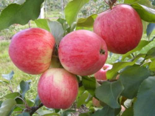 Как сформировать крону яблони у молодого дерева. Однолетние яблони