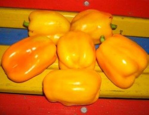 Лучшие сорта перца сладкого форум. Сладкий перец: тестируем сорта