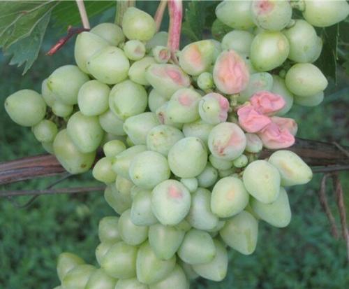 Почему у винограда вянут ягоды. Почему сохнут незрелые ягоды винограда?