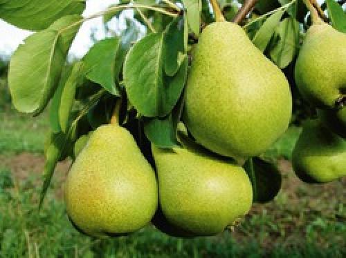 Ржавчина яблони и груши. Ржавчина яблонь и груш