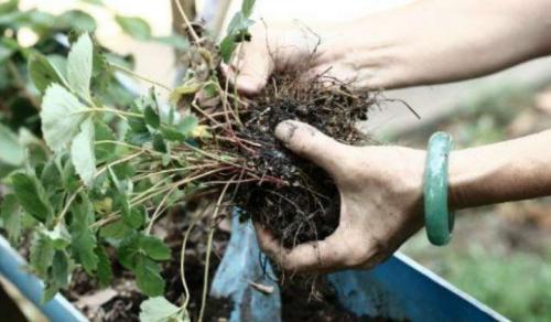 Пересадка взрослых кустов клубники. Посадка кустов клубники