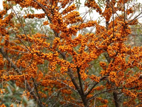 Расстояние яблони от яблони. Схема посадки в саду 08 Расстояние яблони от яблони. Схема посадки в саду 08
