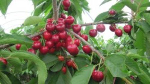 Интенсивный сад. Чем отличается интенсивный сад от обычного?