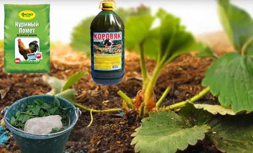 Как обработать заросшую клубнику осенью. Подкормка клубники после плодоношения и осенью