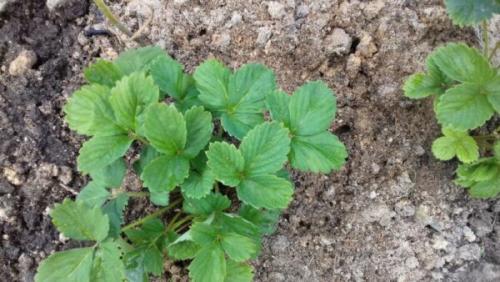 Нужно ли срезать клубнику после сбора урожая. Обработка клубники после плодоношения летом