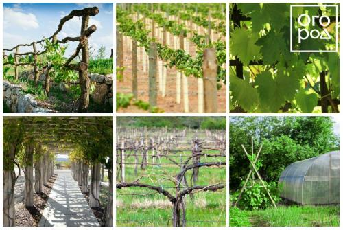 Уход осенью за молодым виноградом. Чеканка саженца винограда 01 Уход осенью за молодым виноградом. Чеканка саженца винограда 01