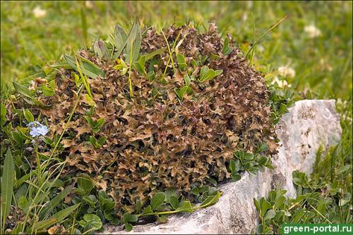 Как избавиться от мха на грядках. Описание сорняка 08 Как избавиться от мха на грядках. Описание сорняка 08