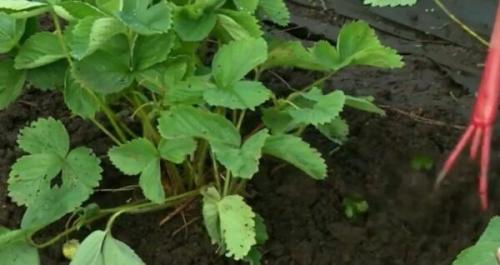 Нужно ли срезать клубнику после сбора урожая. Обработка клубники после плодоношения летом