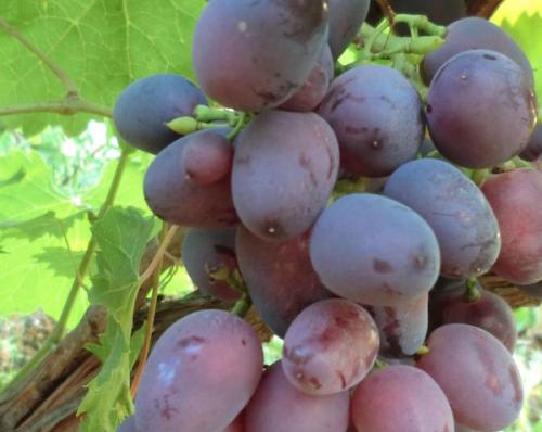 Не дозрел виноград, что делать. Можно ли делать вино из недозревшего винограда 04 Не дозрел виноград, что делать. Можно ли делать вино из недозревшего винограда 04