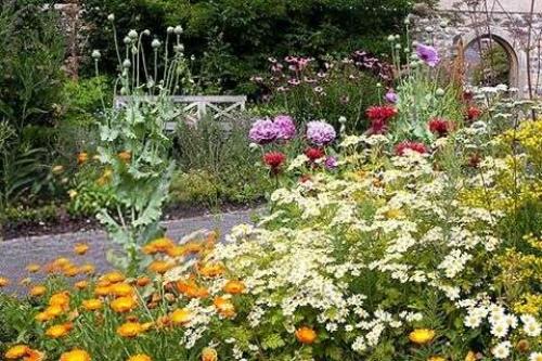 Полезные растения в саду и огороде. Полезные растения в саду 13 Полезные растения в саду и огороде. Полезные растения в саду 13