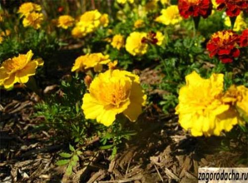 Кора сосны для мульчирования своими руками. Сосновая кора, как мульча для сада 03 Кора сосны для мульчирования своими руками. Сосновая кора, как мульча для сада 03