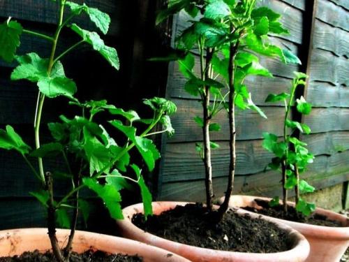 Как размножить смородину летом черенками. Способы размножения смородины