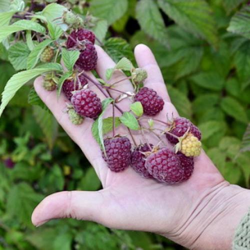 Как отличить малину ремонтантную от обычной. Отличие ремонтантной малины от обычной 02