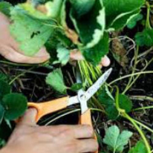 Когда обрезать клубнику. Обрезка клубники весной, осенью и летом