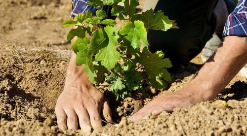 Можно ли пересаживать виноград в октябре. Подходящие сроки для пересадки винограда