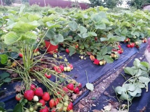 Нужно ли срезать клубнику после сбора урожая. Обработка клубники после плодоношения летом
