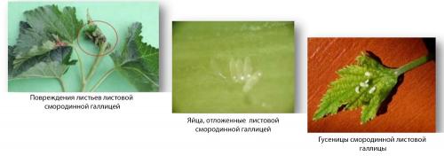 Чем обработать землю от галлицы. Знакомство поближе