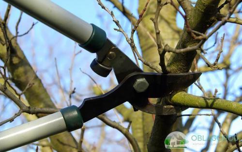 Обрезка груши при посадке. Обрезка груши весной видео для начинающих