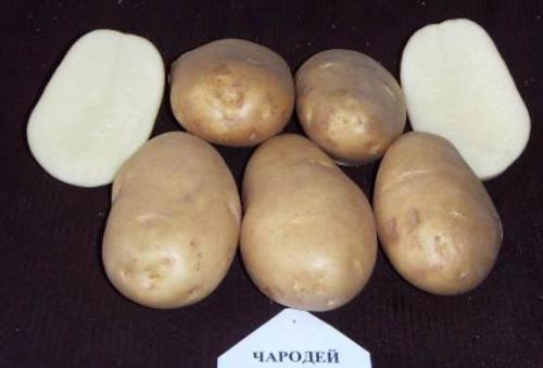 Сорта картофеля с высоким содержанием крахмала. Среднеранние сорта картофеля