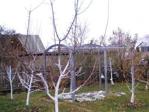 С, какого возраста можно белить деревья. Зачем нужно белить деревья