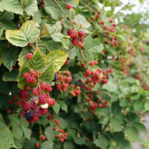 Посадка малины в открытый грунт весной и осенью