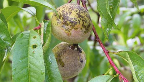 Болезни ствола персика. Распространенные болезни персика