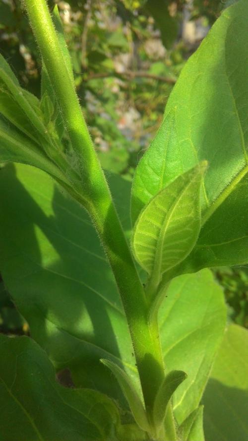 Когда убирать табак гавана. Пасынкование и вершкование табака