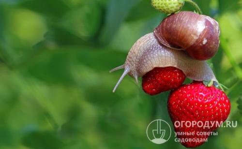 Как уничтожить улитки. Вредитель, скрытый покровом ночи