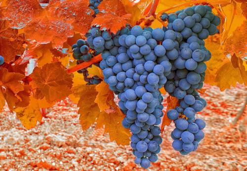 Можно ли пересаживать виноград в октябре. Подходящие сроки для пересадки винограда