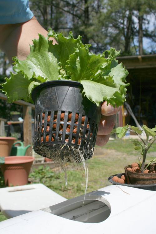 Гидропоника своими руками. Самодельная гидропоника — лучший способ для быстрого выращивания на воде! (148 фото)