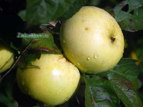 Интенсивный яблоневый сад. Интенсивные яблоневые сады — технология настоящего и будущего