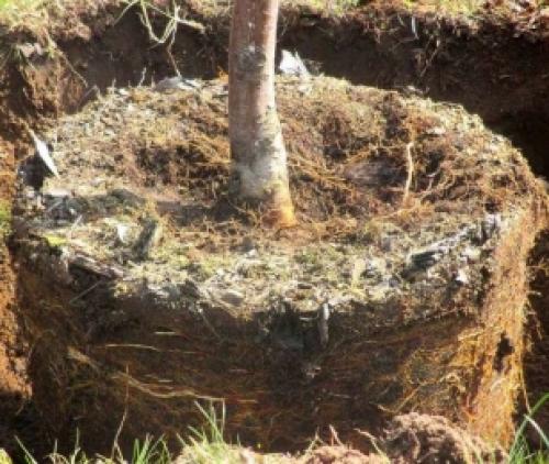 Как сажать грушу осенью. Сроки посадки саженцев 02