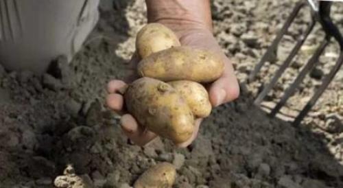 Как хранить молодой картофель. Когда можно копать картошку? Определяем сроки выкапывания молодого картофеля после его цветения