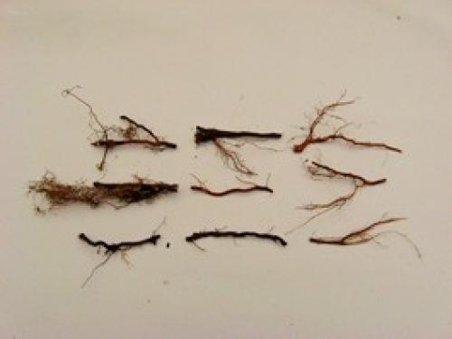 Размножение ремонтантной малины осенью черенками. Особенности ремонтантной малины: 01 Размножение ремонтантной малины осенью черенками. Особенности ремонтантной малины: 01