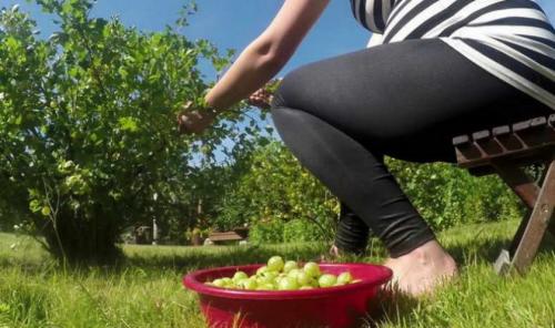 Сорта крыжовника без шипов. Лучшие сорта крыжовника без шипов 02 Сорта крыжовника без шипов. Лучшие сорта крыжовника без шипов 02