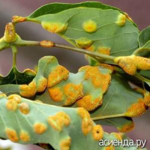 Ржавчина яблони и груши. Ржавчина яблонь и груш