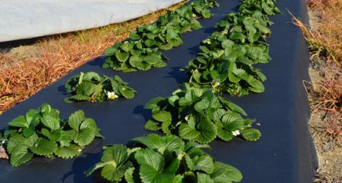 В, какое время пересаживать клубнику осенью.  Когда лучше пересаживать клубнику осенью или весной 02 В, какое время пересаживать клубнику осенью.  Когда лучше пересаживать клубнику осенью или весной 02