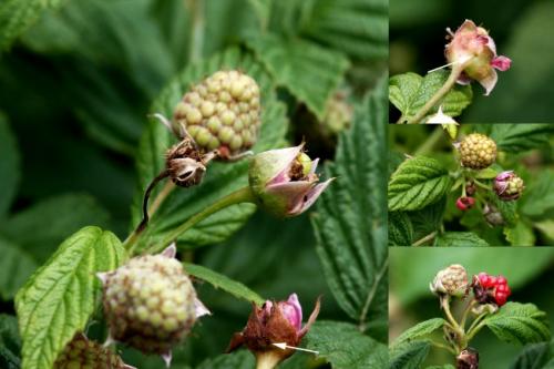Вредители малины. Малинно-земляничный долгоносик